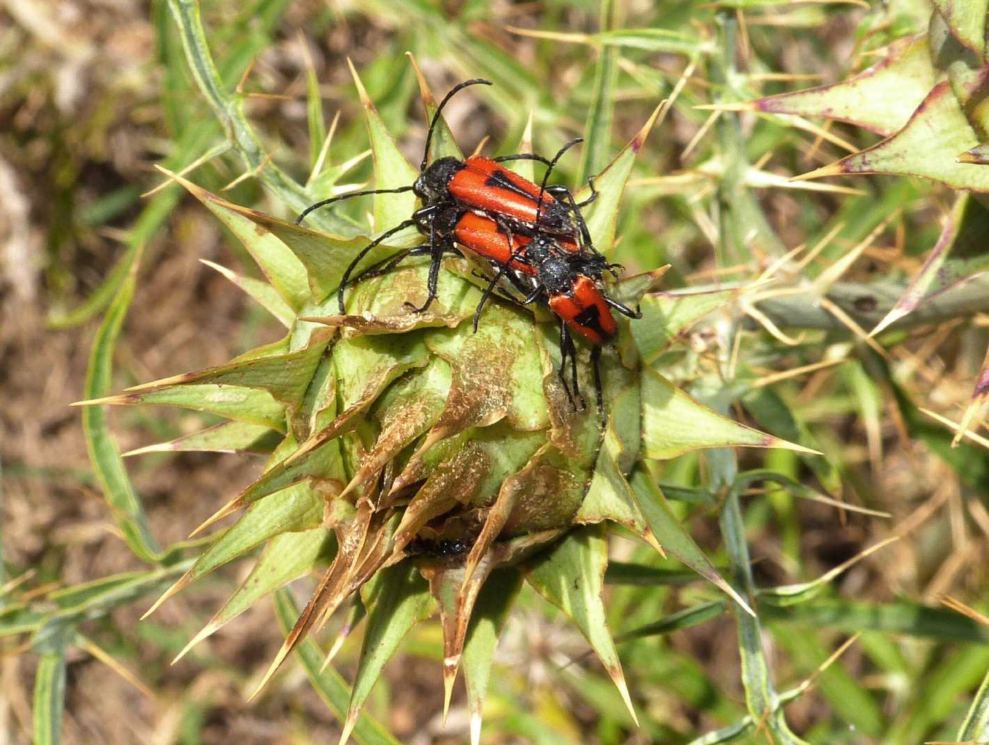 Il dramma della gelosia (Stictoleptura cordigera)